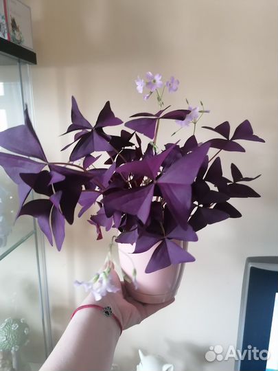 Оксалис фиолетовый