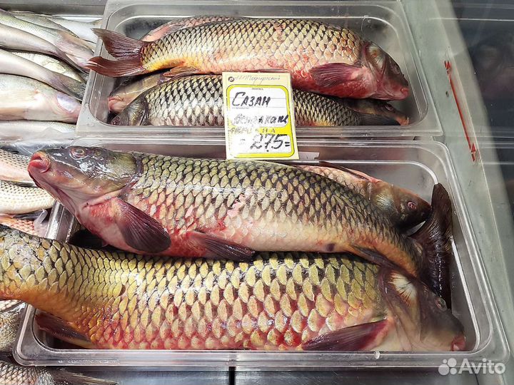 Рыба свежая. Сазан Судак Сом