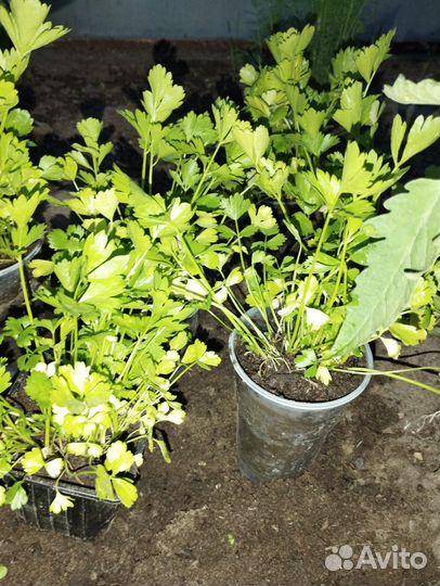 Сельдерей черешковый