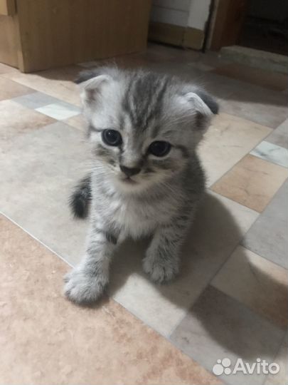 Кошки породистые к лотку приучины