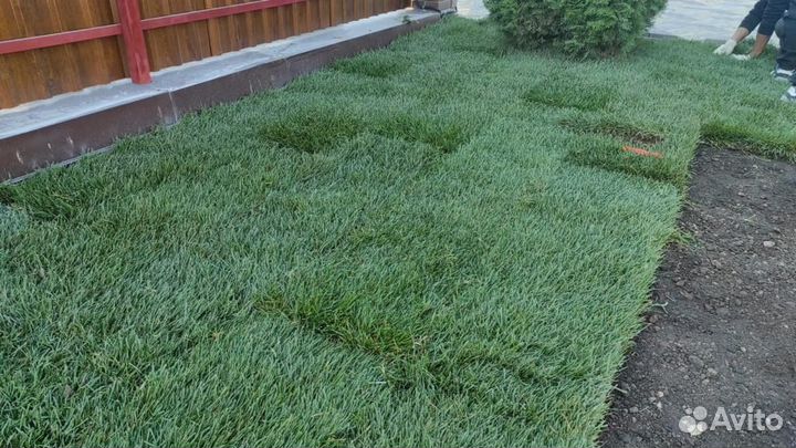 Рулонный газон 