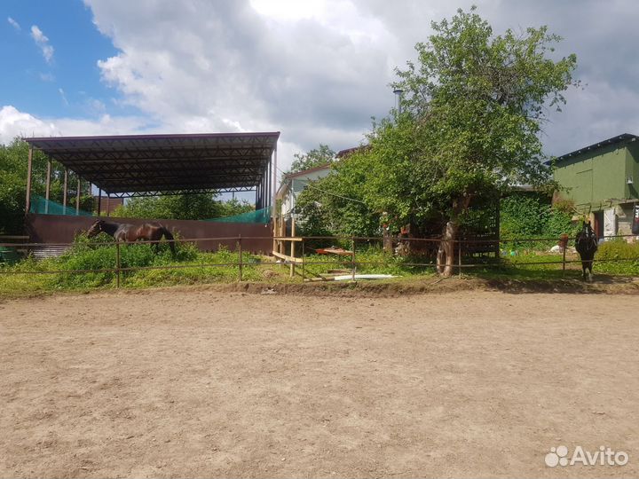 Ищем надёжного конюха (подработка)