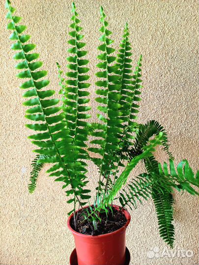 Папоротник комнатный