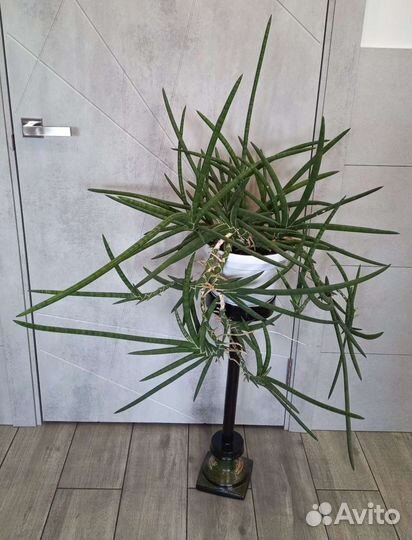 Огромная Сансевиерия Lavlanos