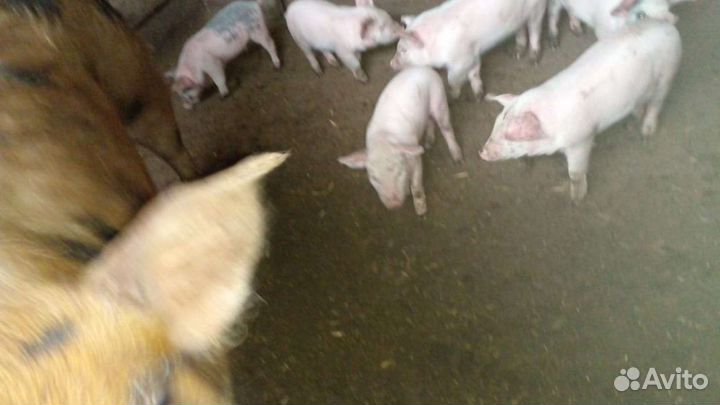 Поросенок ландрас дюрок