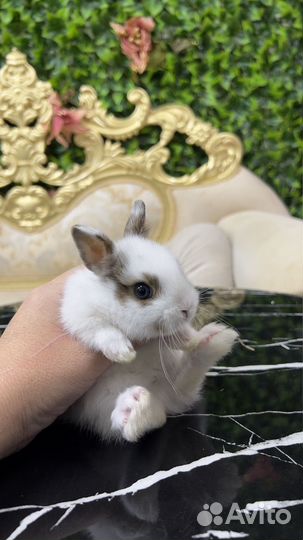 Мини кролики домашние