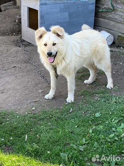 Собака в добрые руки щенок подросток 8 месяцев