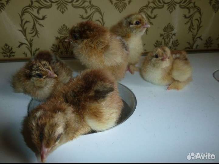 Инкубационное яйцо и цыплята Брама куропатчатая
