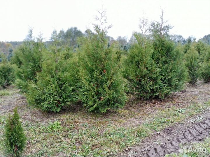 Питомник хвойных растений