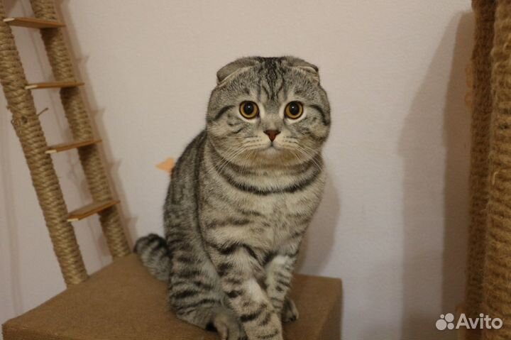 Вязка с шотландским котиком