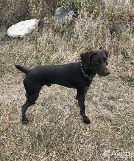 Вязка курцхар