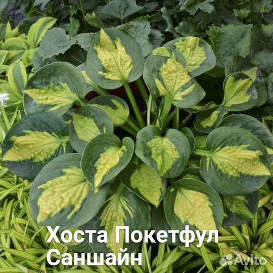 Хоста сортовая от