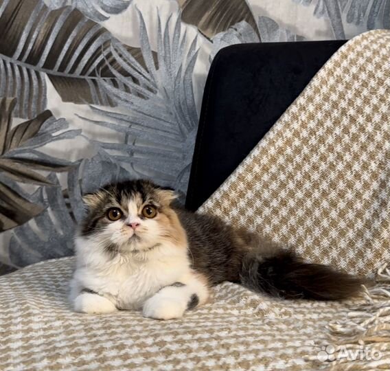 Шотландская девочка