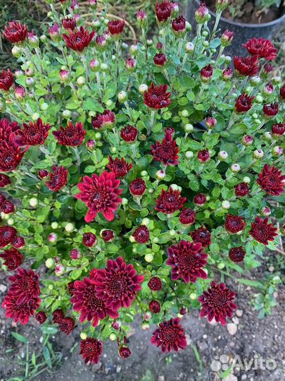 Хризантемы мультифлора