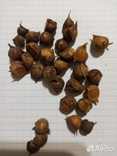 Чеснок рокамболь