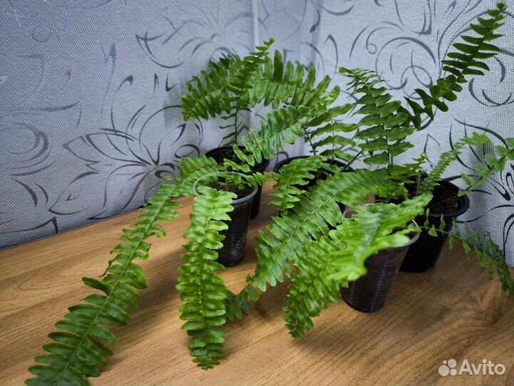 Папоротник