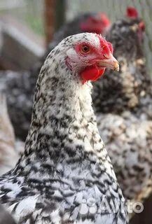 Пушкинская порода Инкубационное яйцо