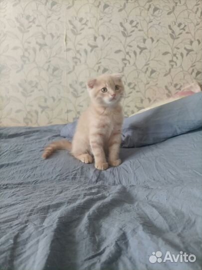 Кот британец