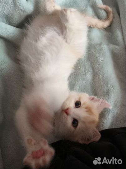 Котенок