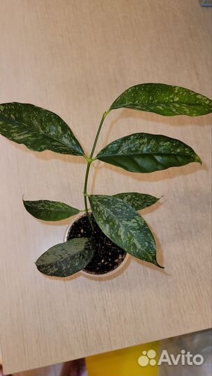 Хойя Cystiantha silver splash