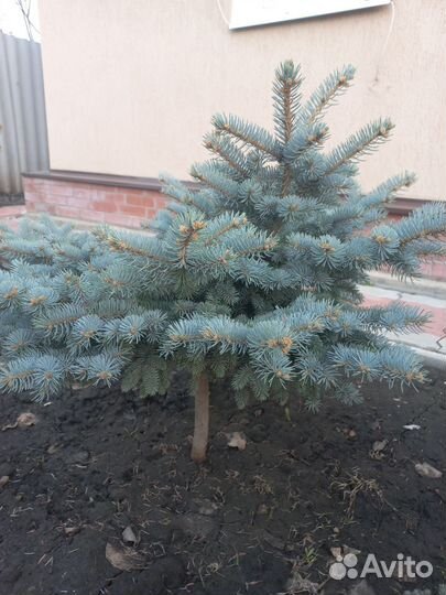 Голубые ели