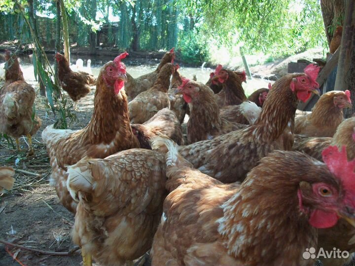 Куры несушки Легорн белая