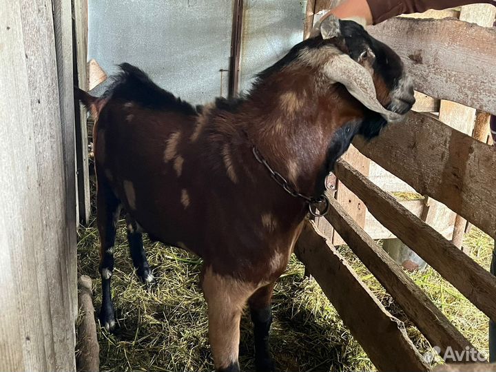 Англо нубийский козел