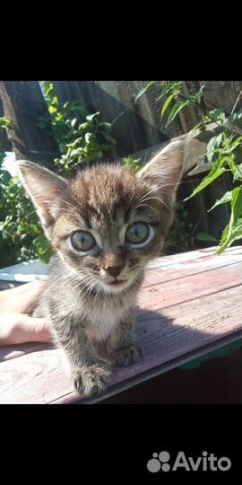 Кот-мышелов