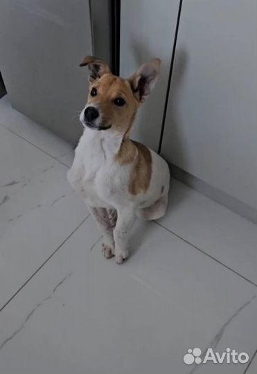 В добрые руки малыш