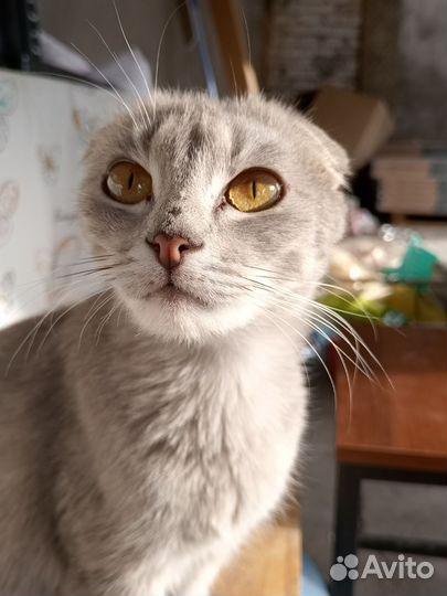 Шотландская вислоухая