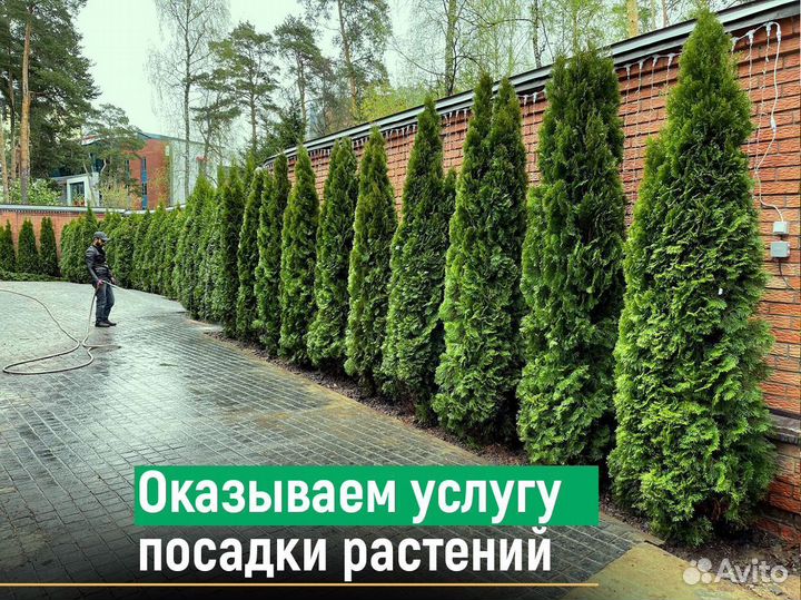 Туи колумна 1,8 м свежая копка 2023