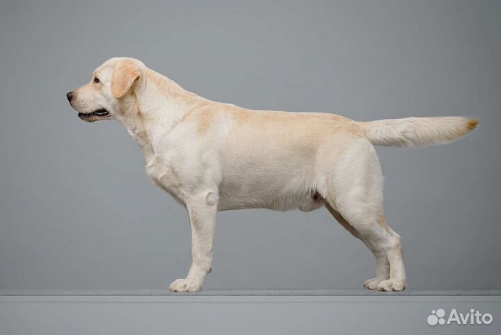 Лабрадор
