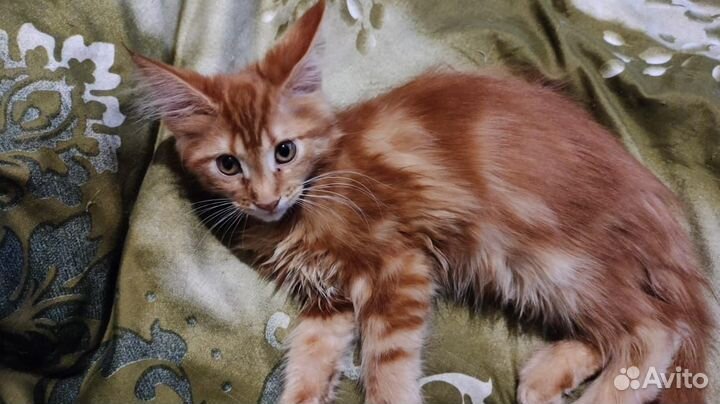 Котята мейн-кун рыжие