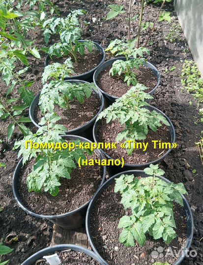Томат комнатный Tiny Tim (Крошка Тим) 30 семян