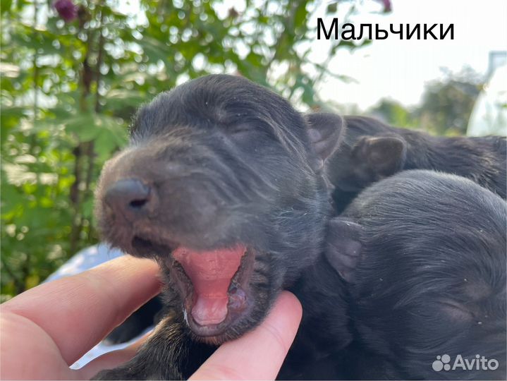 Щенки Немецкой овчарки