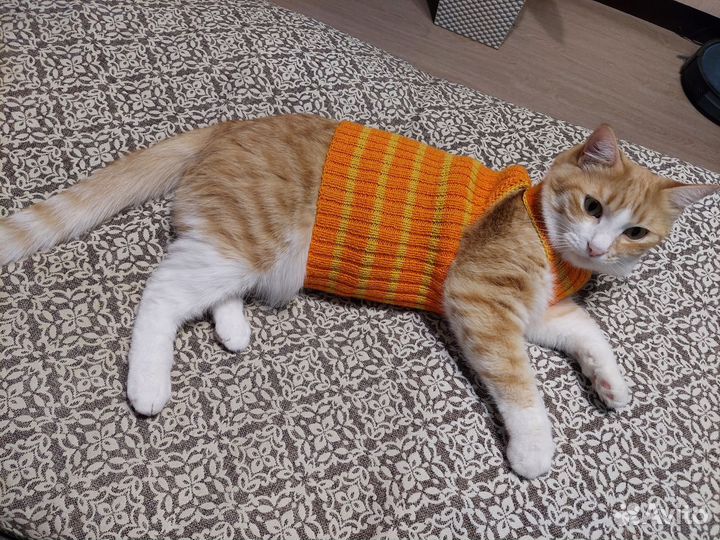 Одежда для кошек сфинкс