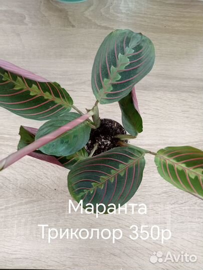 Комнатные цветы