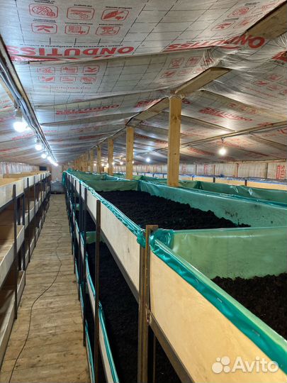 Червь Дендробена