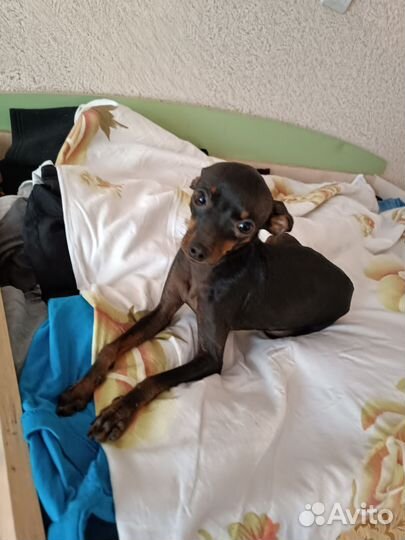 Щенки русский той-терьер