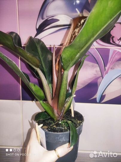 Филодендрон imperial ред