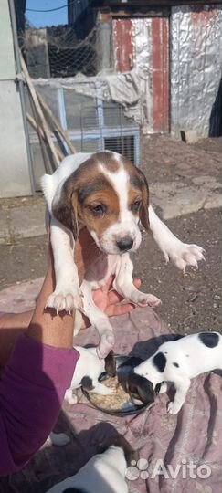 Собаки. рпг