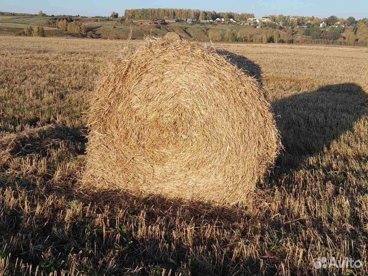 Солома