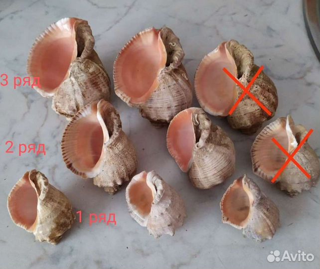 Морские ракушки