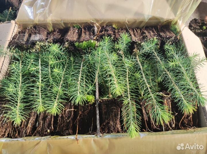 Сеянцы сосны зкс от производителя