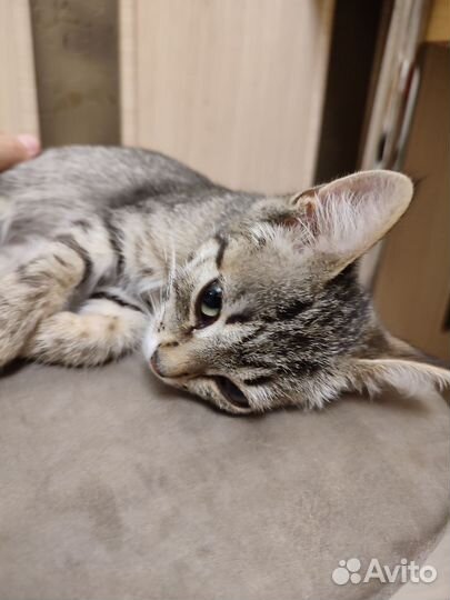 Котенок кошечка