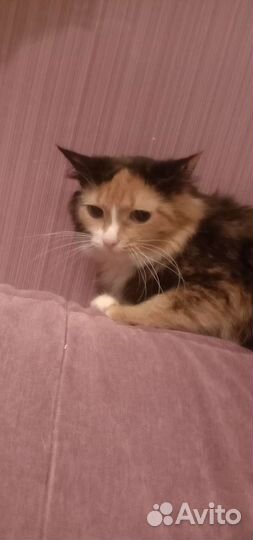 Кошка трёхцветная ласковая