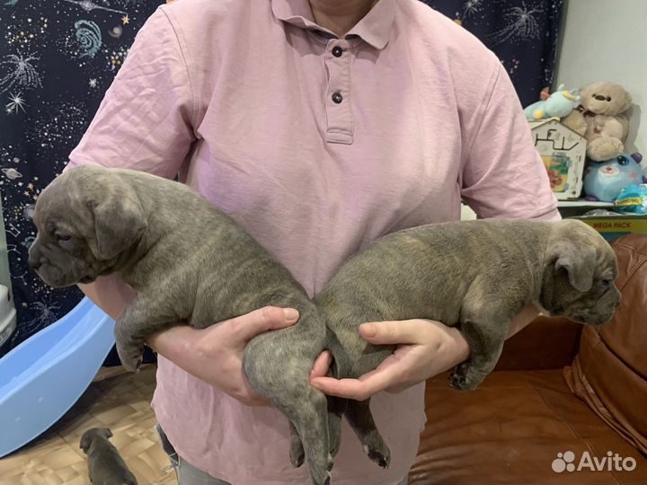 Американский булли щенки