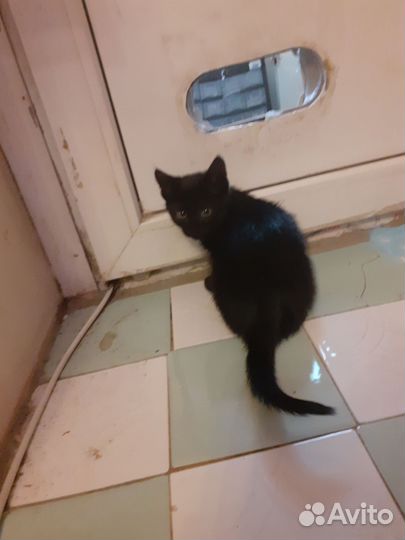 Кошка в добрые ручки