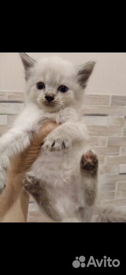 Котенок в дар бесплатно