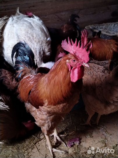 Продаю петушков Кучинских